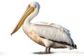 American White Pelican isolate on white background