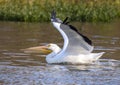 An American white pelican just after completing a landing in Sunset Bay at White Rock Lake in Dallas, Texas. Royalty Free Stock Photo