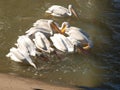 American White Pelican Juveniles Learning the Art of Real Fishing. Royalty Free Stock Photo