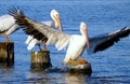 American White Pelican Landing Royalty Free Stock Photo