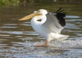 An American white pelican landing in Sunset Bay at White Rock Lake in Dallas, Texas. Royalty Free Stock Photo