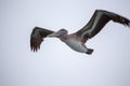 American white pelican (Pelecanus erythrorhynchos) Outdoors Royalty Free Stock Photo