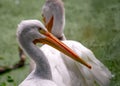 American white pelican (Pelecanus erythrorhynchos) Outdoors Royalty Free Stock Photo