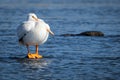 American White Pelican standing on a rock