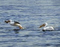 American White pelican on Mississippi