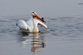 American white pelican, morning on the lake