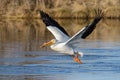 American White Pelican in a mountain lake. Migratory birds of Colorado