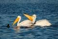 American White Pelican Pea Island NWR OBX