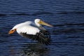 American white pelican, pelecanus erythrorhynchos Royalty Free Stock Photo