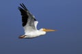 American white pelican, pelecanus erythrorhynchos Royalty Free Stock Photo