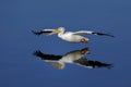 American white pelican, pelecanus erythrorhynchos