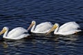 American white pelican, pelecanus erythrorhynchos Royalty Free Stock Photo