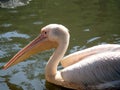 American white pelican, Royalty Free Stock Photo