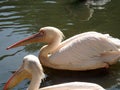 American white pelican, Royalty Free Stock Photo