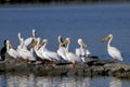 American white pelican, pelecanus erythrorhynchos Royalty Free Stock Photo