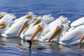 American white pelican, pelecanus erythrorhynchos Royalty Free Stock Photo