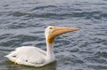 American white pelican (Pelecanus erythrorhynchos) with a catch in the sac. Royalty Free Stock Photo