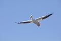 An American white pelican, Pelecanus erythrorhynchos, in flight Royalty Free Stock Photo