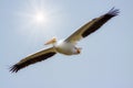 American White Pelican flying with sun rays Royalty Free Stock Photo