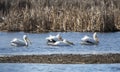 American White Pelicans at Exner Wildlife Preserve in Illinois