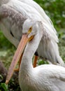 American white pelican (Pelecanus erythrorhynchos) Outdoors Royalty Free Stock Photo