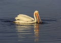 American White Pelican, Pelecanus erythrorhynchos searching for food