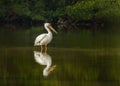 American White Pelican, Pelecanus erythrorhynchos standing in a pond