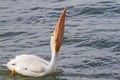 American white pelican (Pelecanus erythrorhynchos) swallowing a large catch. Royalty Free Stock Photo