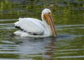 American White Pelican, Pelecanus erythrorhynchos swimming