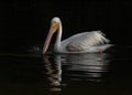 American White Pelican, Pelecanus erythrorhynchos swimming