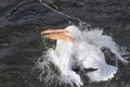 American white pelican taking a bath in a lake Royalty Free Stock Photo