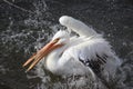 American white pelican taking a bath in a lake Royalty Free Stock Photo