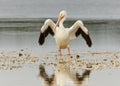 American White Pelican, Pelecanus erythrorhynchos with wings spread Royalty Free Stock Photo