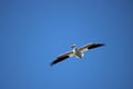 American White Pelican Riding Thermals Royalty Free Stock Photo