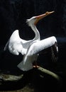 American White Pelican spread their wings on a black background Royalty Free Stock Photo