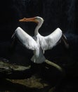 American White Pelican spread their wings on a black background Royalty Free Stock Photo