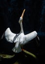 American White Pelican spread their wings on a black background Royalty Free Stock Photo