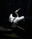 American White Pelican spread their wings on a black background