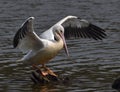An American white pelican spreads its wings Royalty Free Stock Photo