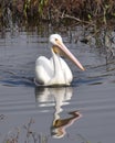 An American White Pelican in Struve Slough