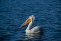 American white pelican swimming in blue lake in spring Royalty Free Stock Photo