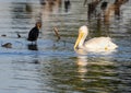 American white pelican swimming and a double-crested cormorant standing in White Rock Lake in Dallas, Texas, Royalty Free Stock Photo