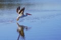 American White Pelican taking flight above a lake Royalty Free Stock Photo