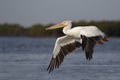 American White Pelican taking flight over the Gulf of Mexico - Florida Royalty Free Stock Photo