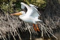 American white pelican taking off Royalty Free Stock Photo