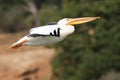 American white pelican taking off Royalty Free Stock Photo