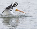 American white pelican on water