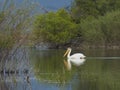American white pelican in water