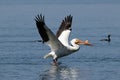 American White Pelican, wings spread, landing on water. Royalty Free Stock Photo