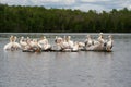 American White Pelicans Royalty Free Stock Photo